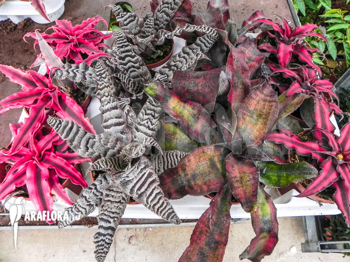 Cryptanthus assorted