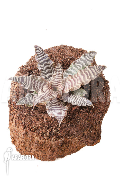 Cryptanthus fosterianus