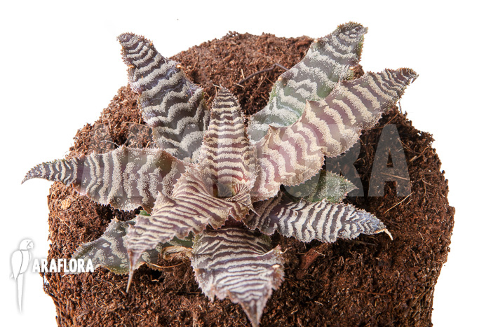 Cryptanthus fosterianus