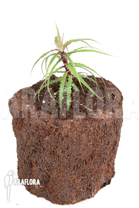 Cryptanthus microglazioui ‚Starter‘