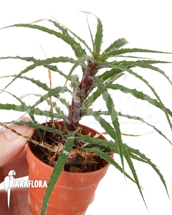 Cryptanthus microglazioui ‚Starter‘