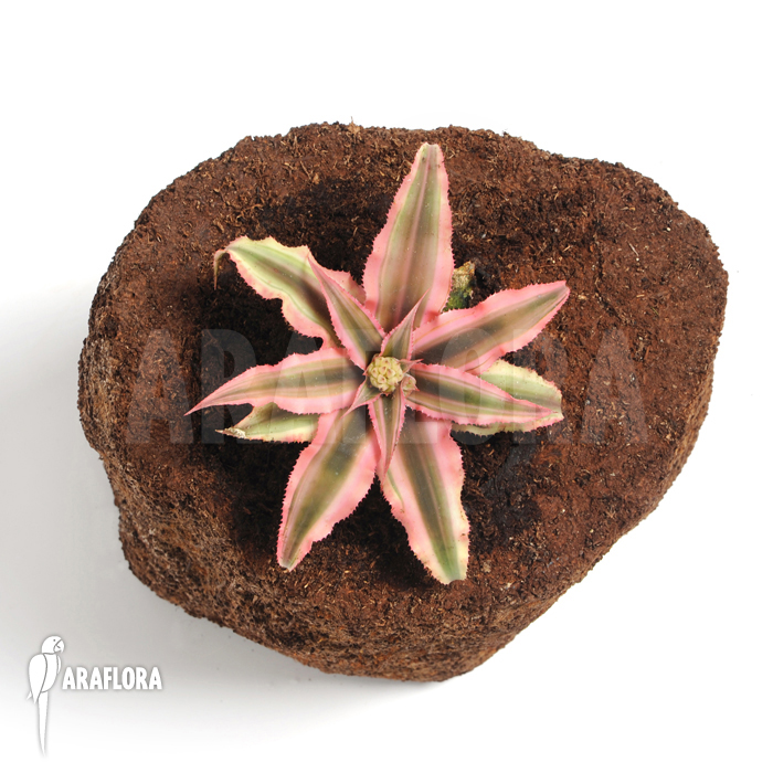 Cryptanthus x ‚Pink Starlight‘