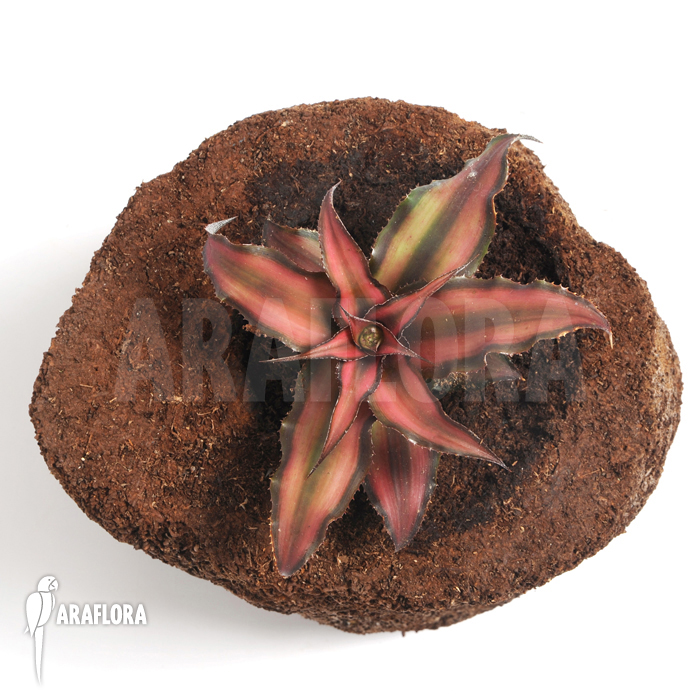 Cryptanthus x ‚Rosens‘