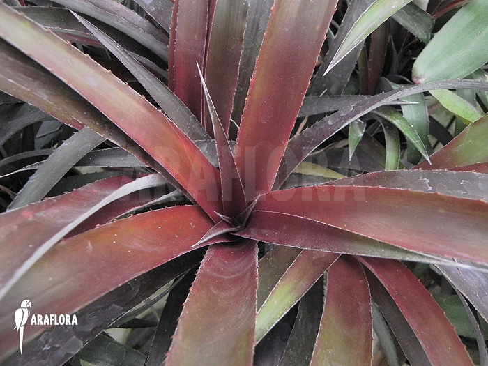 Cryptbergia x ‚Red Burst‘