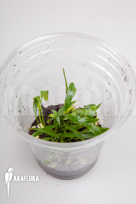 Cryptocoryne x willisii