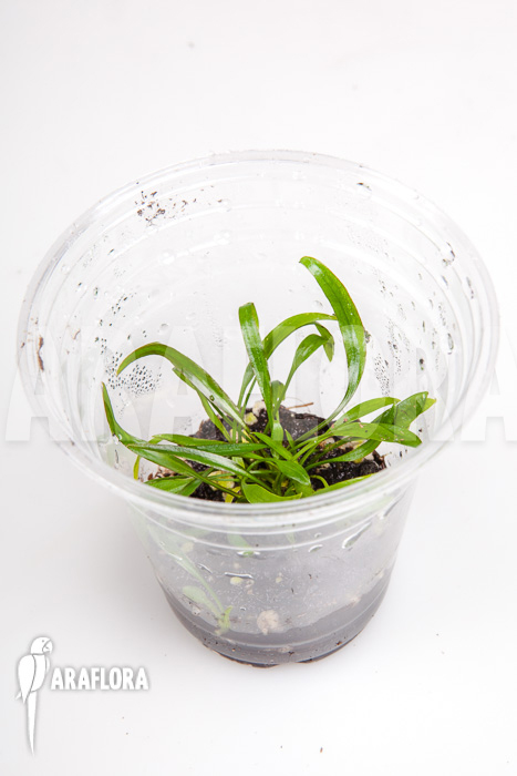 Cryptocoryne x willisii