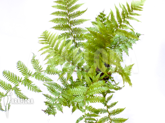 Cyathea australis ‚Starter‘