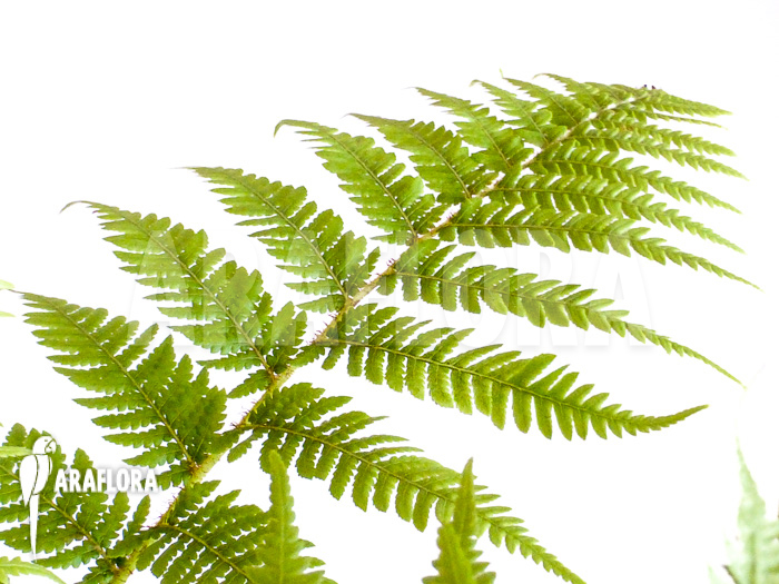 Cyathea australis ‚Starter‘