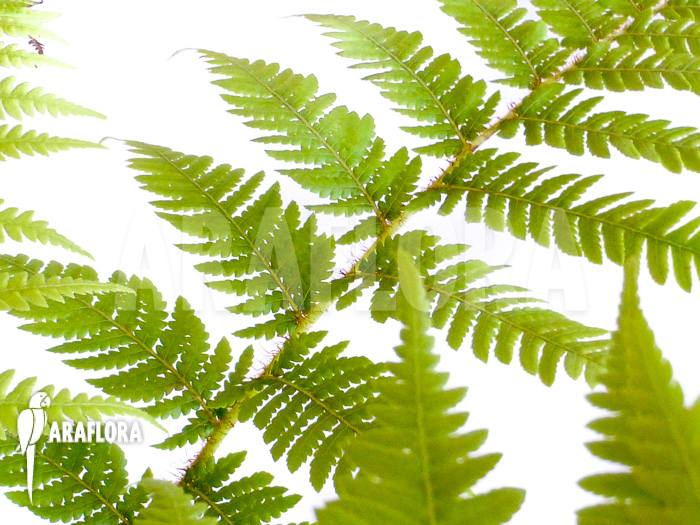 Cyathea australis ‚Starter‘