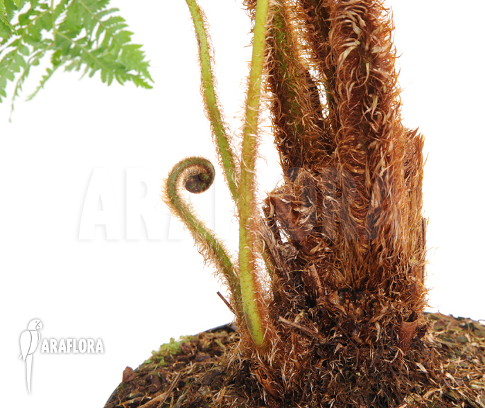 Cyathea brownii