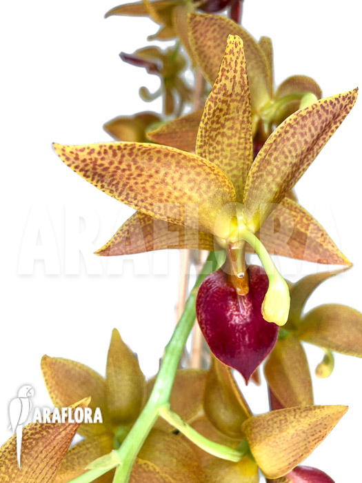 Cycnoches ‚Red Crown‘