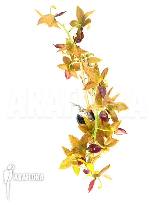 Cycnoches ‚Red Crown‘