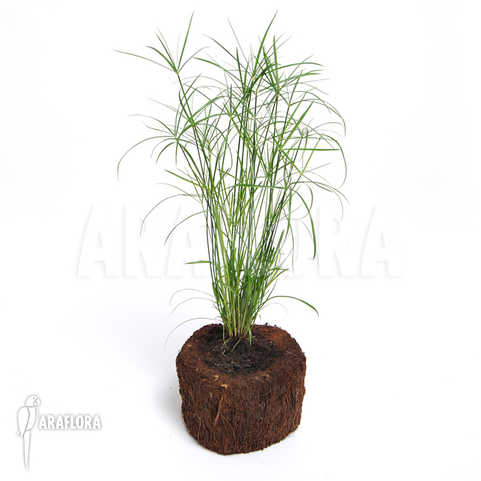 Cyperus alternifolius ‚Mini‘