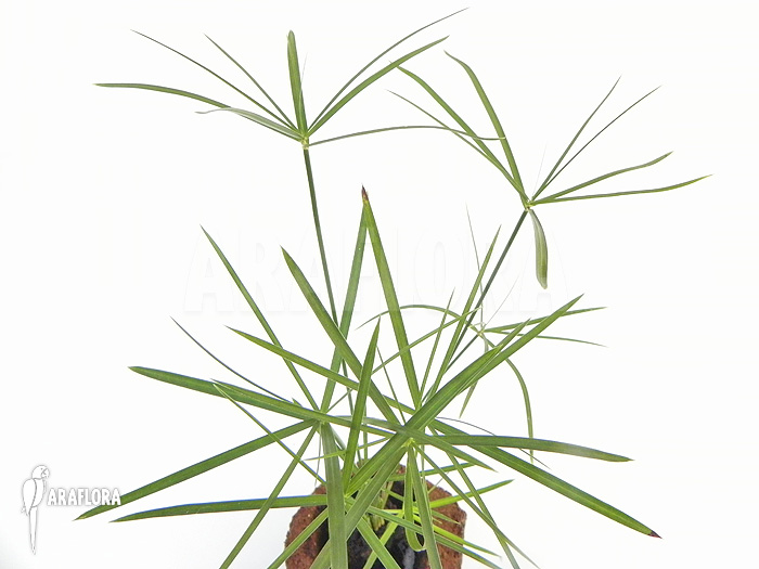 Cyperus alternifolius ‚Mini‘