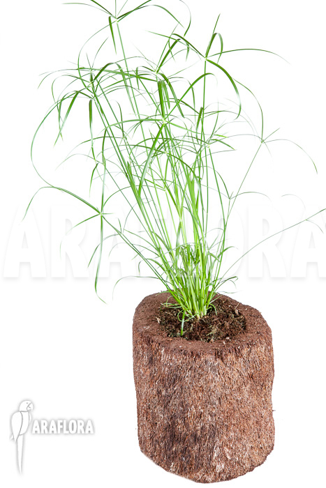 Cyperus involucratus ‚Nana‘