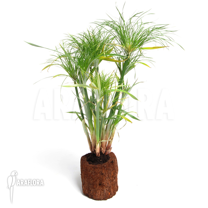 Cyperus papyrus ‚Nana‘