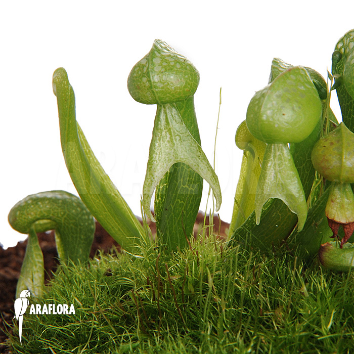 Darlingtonia californica ‚M‘