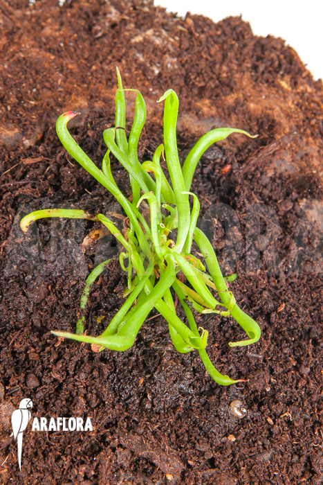 Darlingtonia californica ‚Starter‘
