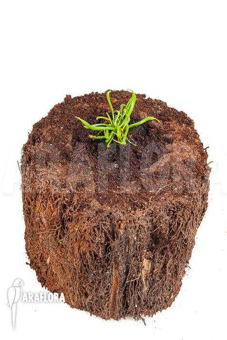 Darlingtonia californica ‚Starter‘