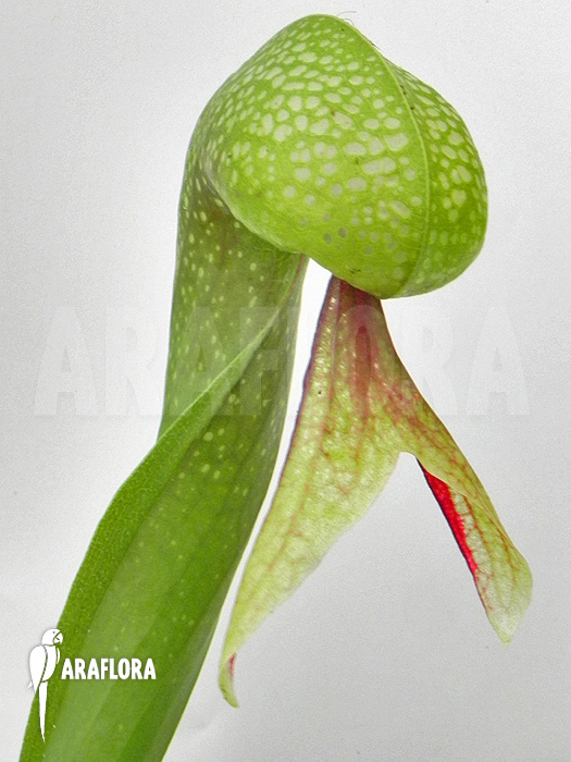 Darlingtonia californica ‚XL‘