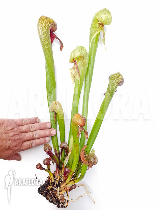 Darlingtonia californica ‚XXL‘