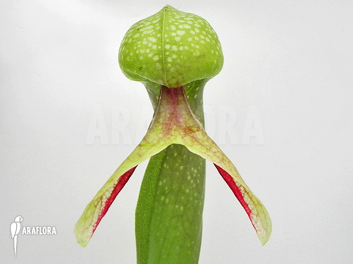 Darlingtonia californica ‚XXL‘