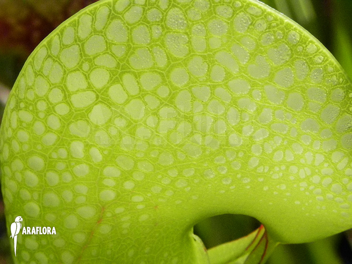 Darlingtonia californica ‚XXL‘