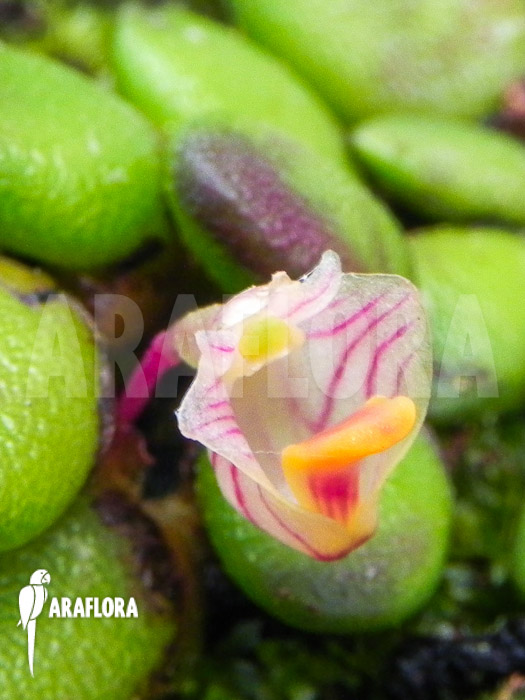 Davejonesia lichenastra syn Dendrobium lichenastrum