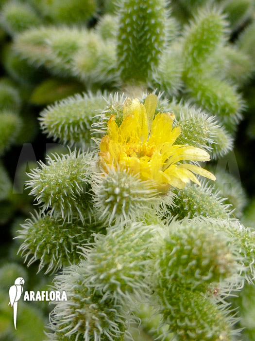 Delosperma echinata