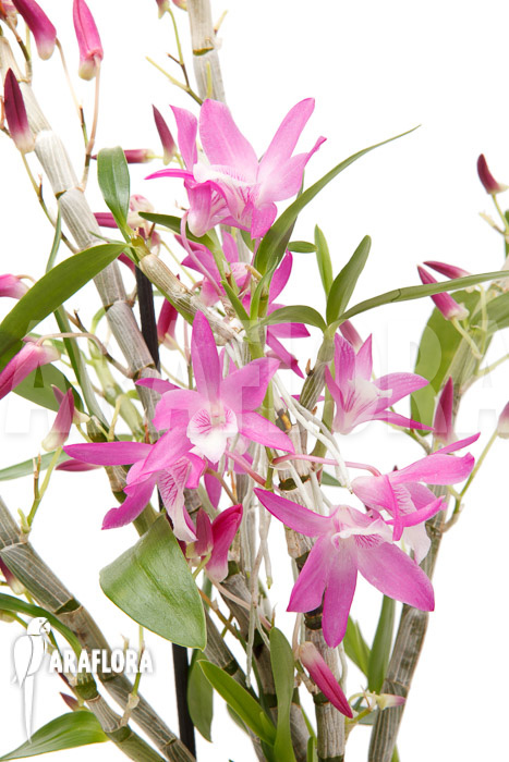 Dendrobium Rainbow Dance (Karenai X unicum)