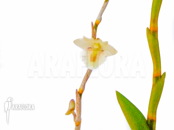 Dendrobium acinaciforme