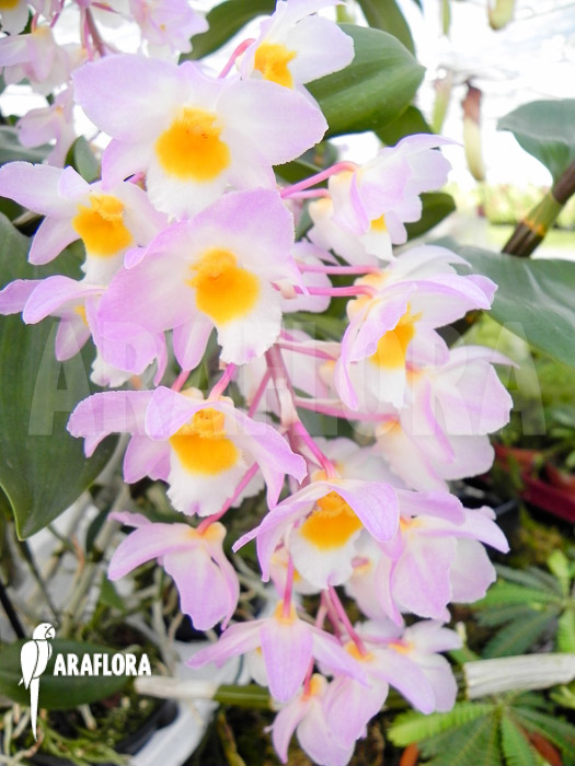 Dendrobium amabile flower