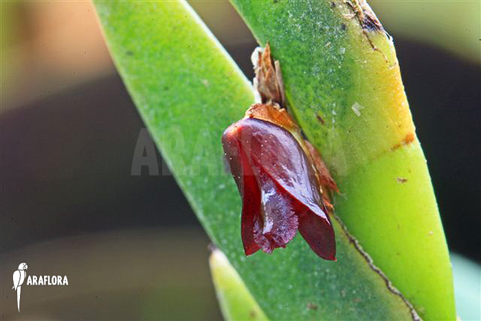 Dendrobium cultratum