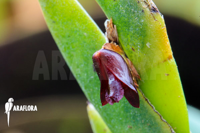 Dendrobium cultratum