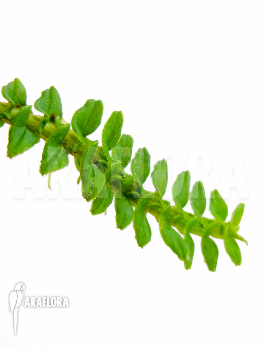 Dendrobium dichaeoides