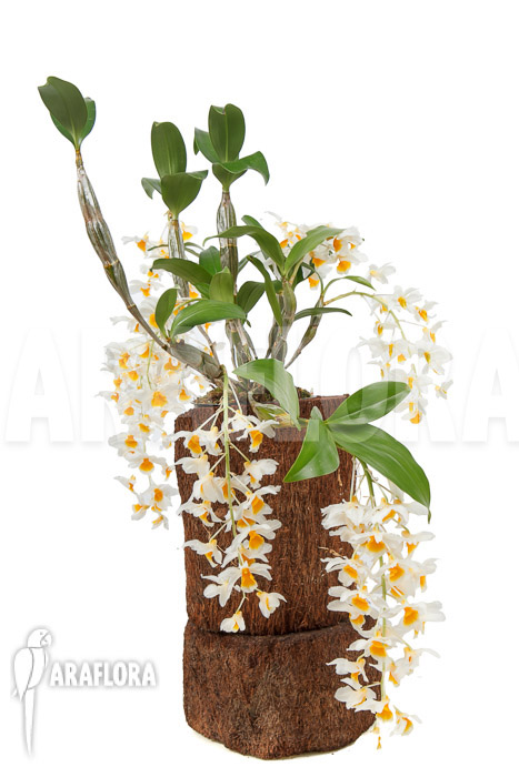 Dendrobium griffithianum x farmeri