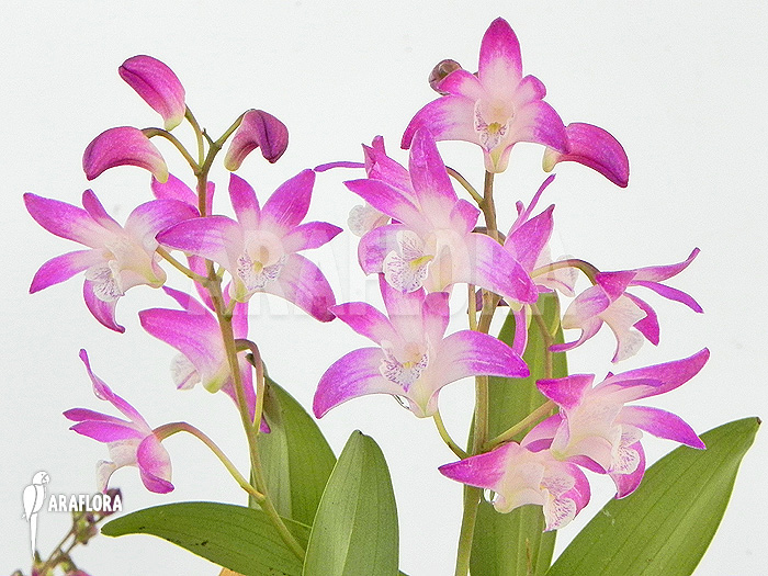 Dendrobium kingianum