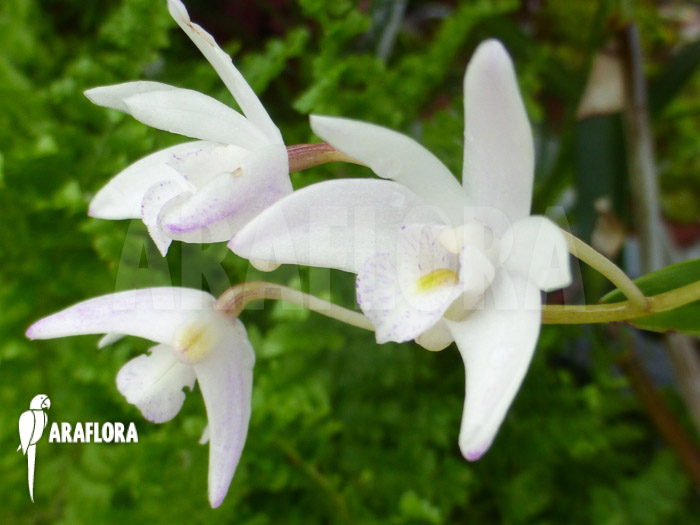 Dendrobium kingianum White