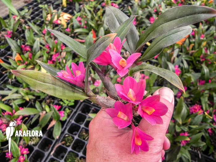 Dendrobium laevifolium