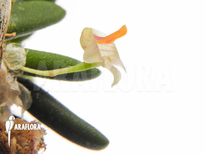 Dendrobium lichenastrum flower