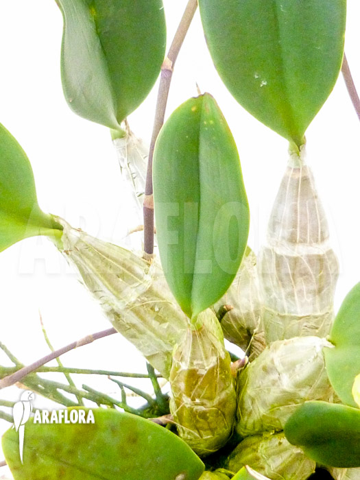 Dendrobium lindleyi ‚Aggregatum‘