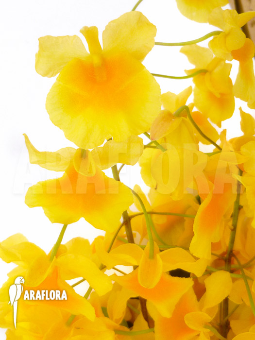 Dendrobium lindleyi ‚Aggregatum‘