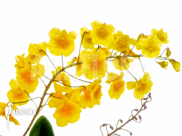 Dendrobium lindleyi ‚Aggregatum‘