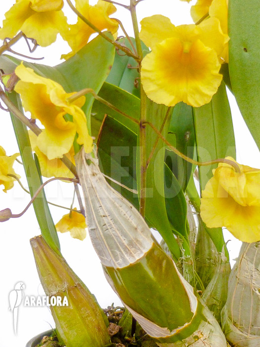 Dendrobium lindleyi ‚Aggregatum‘