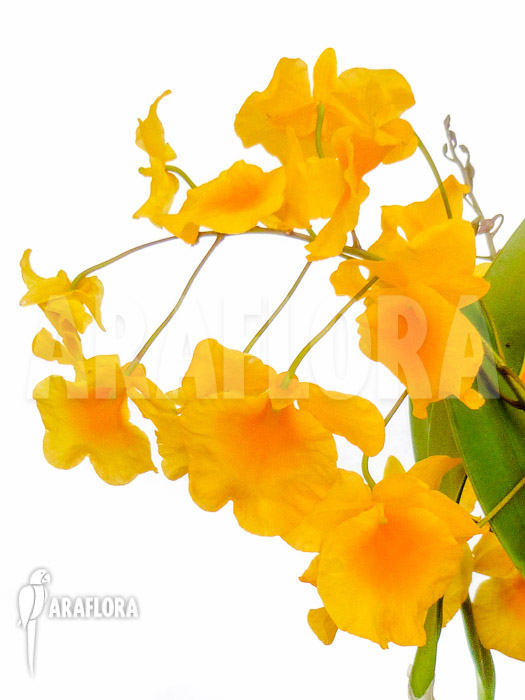 Dendrobium lindleyi ‚Aggregatum‘