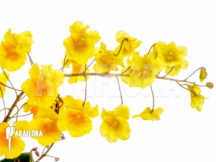 Dendrobium lindleyi ‚Aggregatum‘