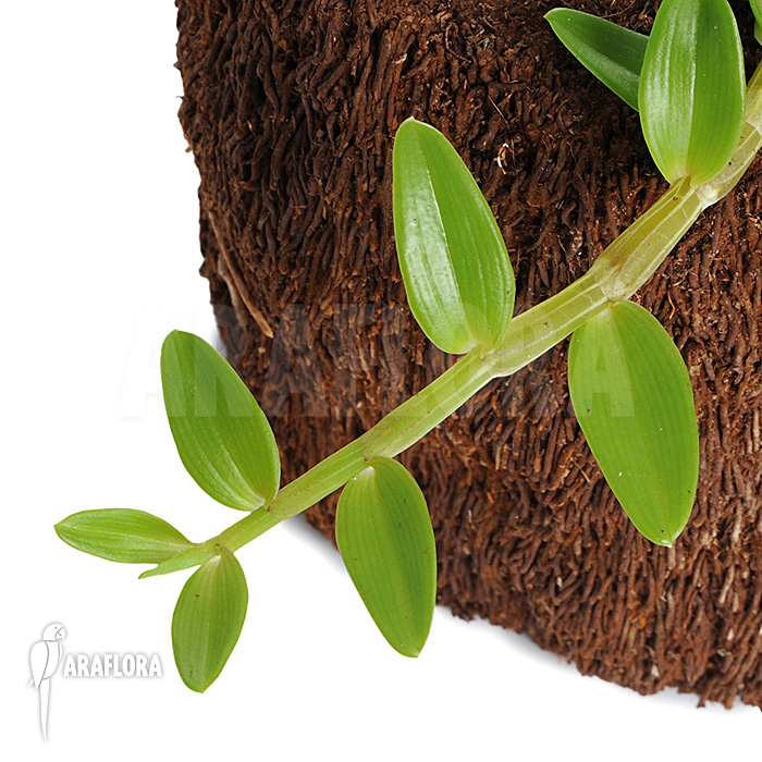 Dendrobium loddigesii