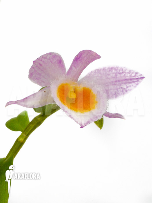 Dendrobium loddigesii flower