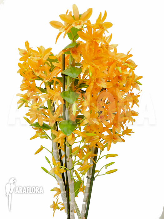 Dendrobium x Nobile Orange