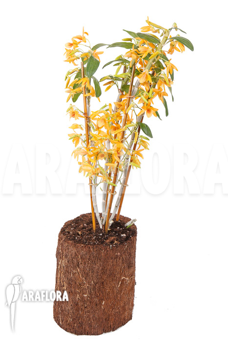 Dendrobium x Nobile Orange